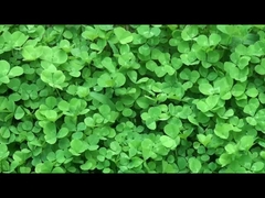 Dispositivos portátiles inteligentes de calidad de China.